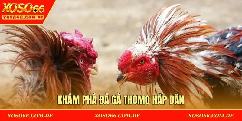 Khám phá đá gà Thomo hấp dẫn